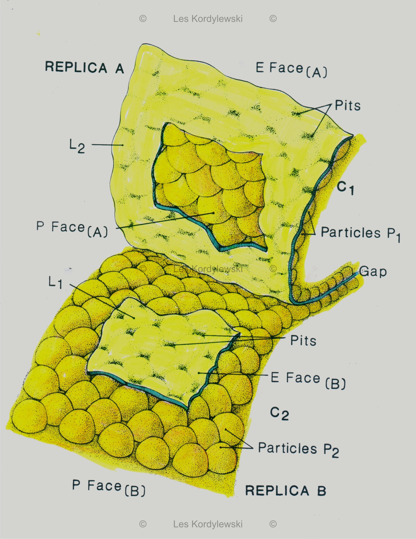 Illustracja połączeń szczelinowych